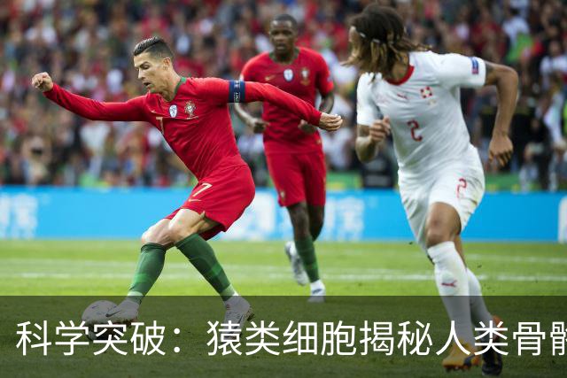 科学突破：猿类细胞揭秘人类骨骼减配之谜